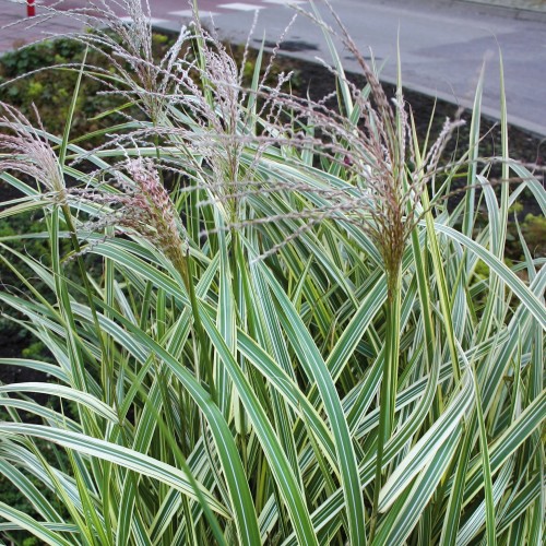 Miscanthus sinensis 'Variegatus' - Hiina siidpööris 'Variegatus' C1,5/1,5L